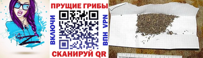Псилоцибиновые грибы Psilocybe  это Telegram  Олёкминск 